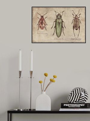 Vintage Insect Taxonomy Trio