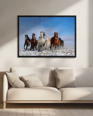 Mongolia Horses