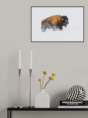 Bison in the Snow
