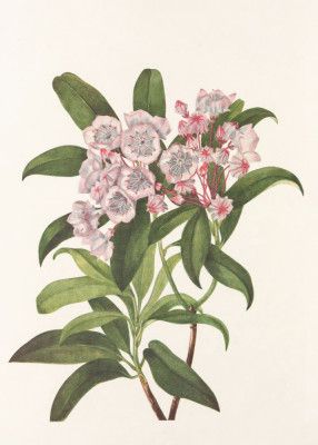 Mountain Laurel From North American Wildflowers (1925) By Mary Vaux Walcott
