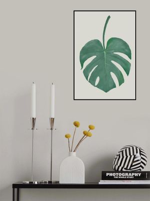 Monstera Aqua 05