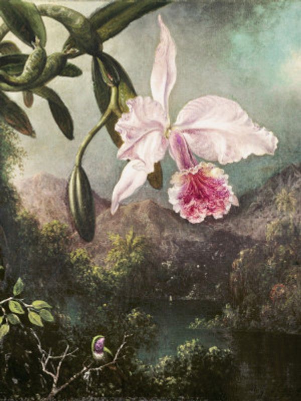 Orchid Blossoms (1873)