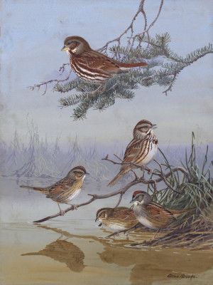 Sparrow By Allan Brooks