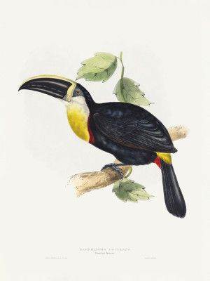 Osculant Toucan