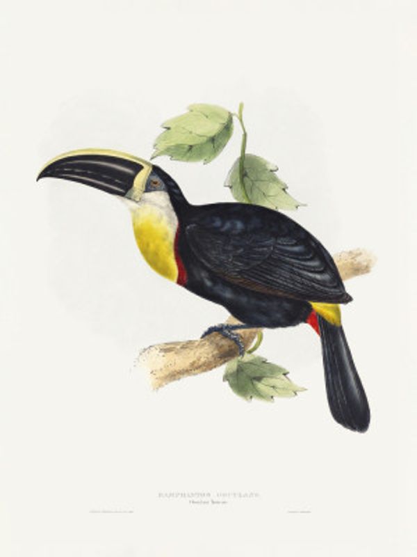 Osculant Toucan