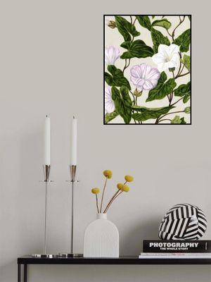 Bindweed Pohu By Sarah Featon (1848–1927)