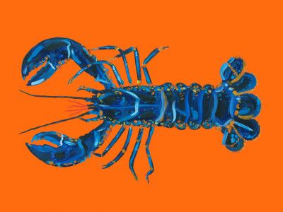 Lobster On Orange