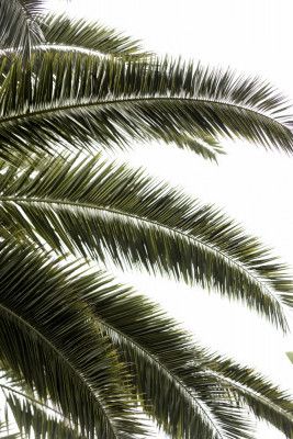 Tropical Green Palms