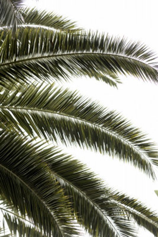 Tropical Green Palms