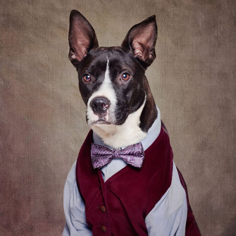 Shelter Pets Project - Petey