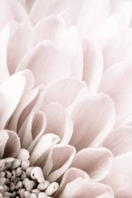 Chrysanthemum No 03