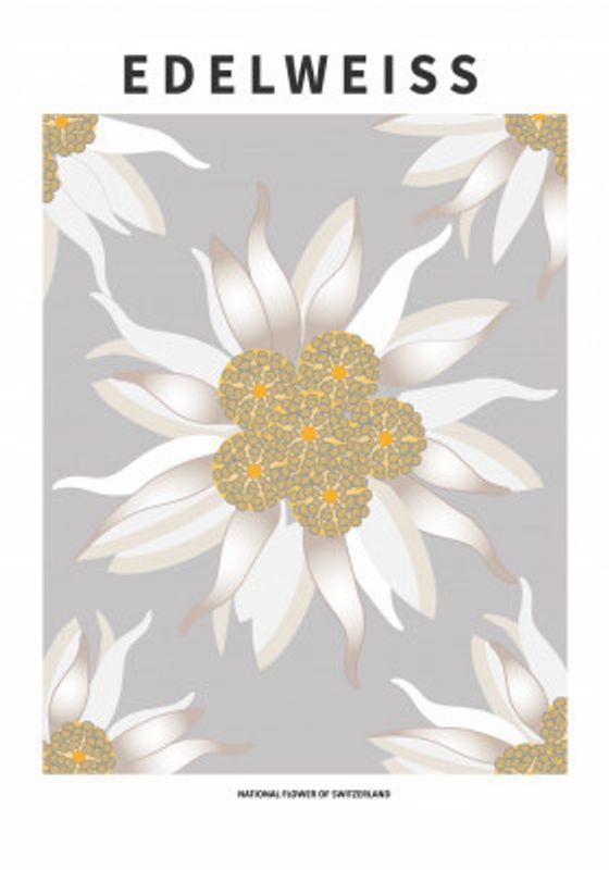 Edelweiss - National flower of Switzerland