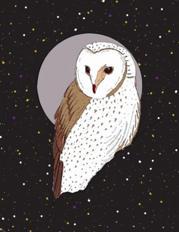 Owl At Night