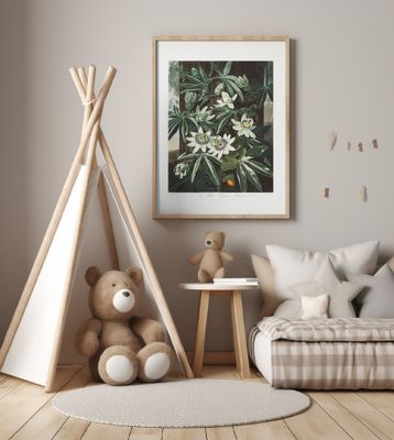 The Passiflora Cerulea from The Temple of Flora (1807)