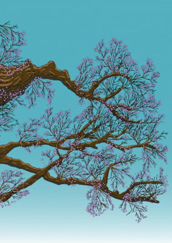 Japan Cherry Blossom