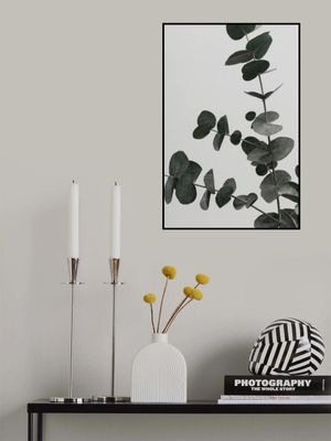 Eucalyptus Natural 05