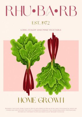 Illustrated Rhubarb With Vibrant Pink Stalks