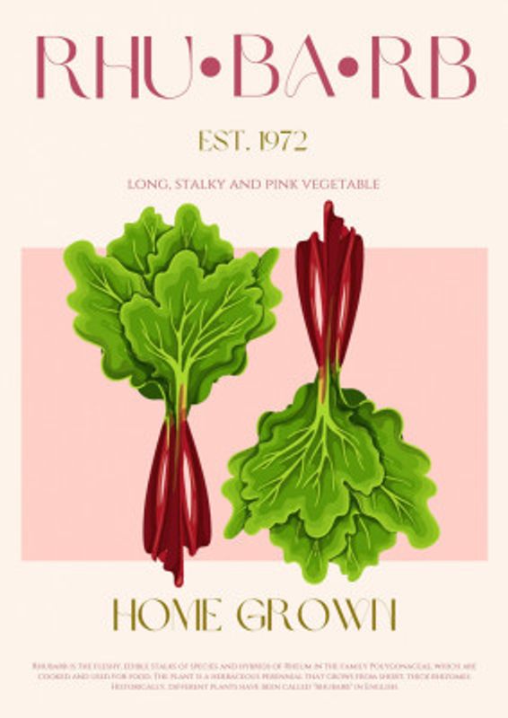 Illustrated Rhubarb With Vibrant Pink Stalks