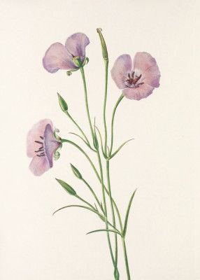 Lilac Mariposa From North American Wildflowers (1925) By Mary Vaux Walcott