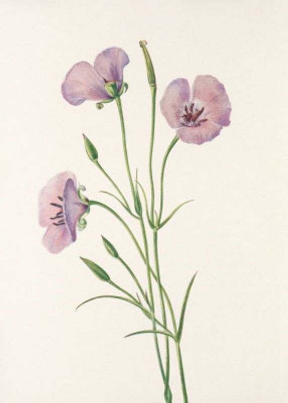 Lilac Mariposa From North American Wildflowers (1925) By Mary Vaux Walcott