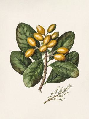 Karaka Drawn By Sarah Featon (1848–1927)