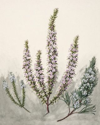 Epacris Drawn By Sarah Featon (1848–1927)