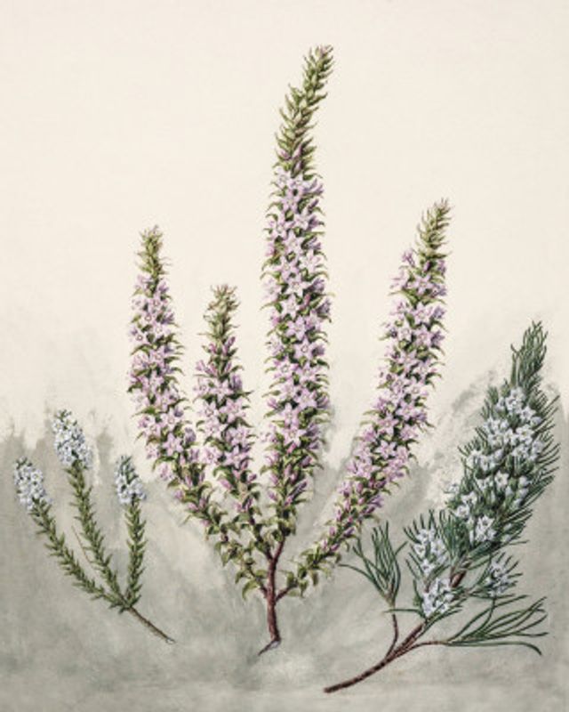 Epacris Drawn By Sarah Featon (1848–1927)