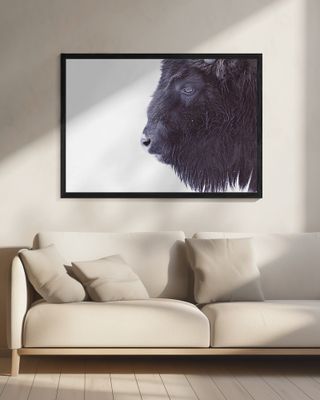 Black Buffalo Portrait