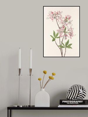 Pinkshell Azalea From North American Wildflowers (1925) By Mary Vaux Walcott