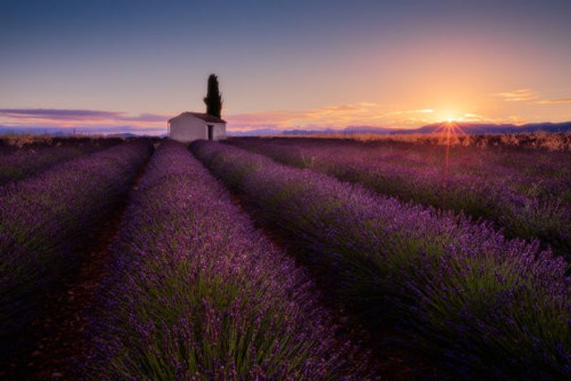 Provence Lavender