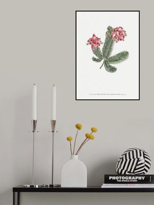 Erica Glauca   Flower Garden Displayed By Francis Sansom