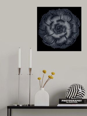 Succulent Graptoveria B&amp;W 001 Square Contrast 002