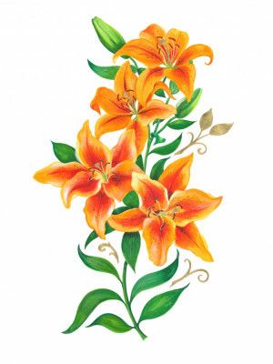 Lush Orange Lilies