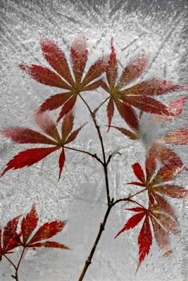 red maple