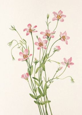 Saltmarsh Rose Gentian From North American Wildflowers (1925) By Mary Vaux Walcott.