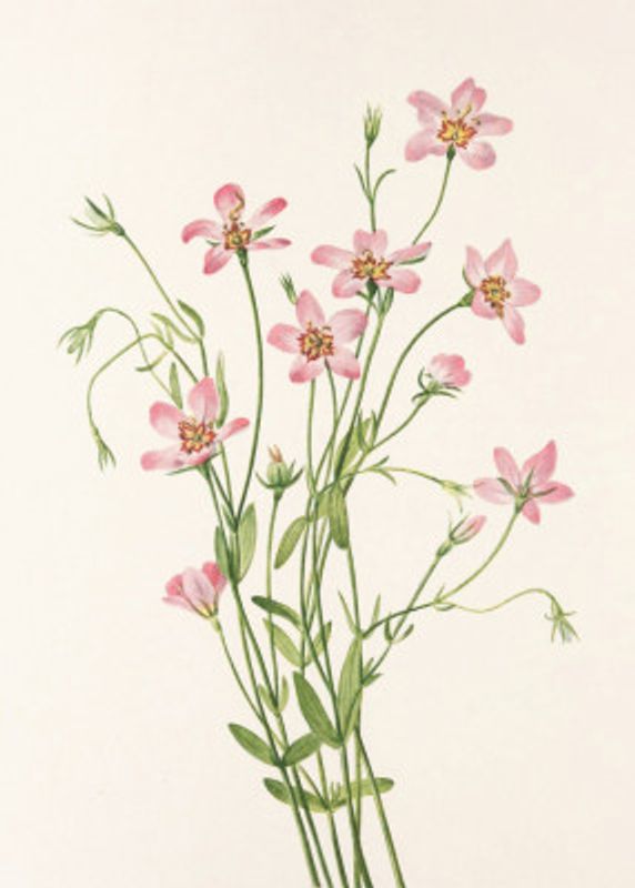 Saltmarsh Rose Gentian From North American Wildflowers (1925) By Mary Vaux Walcott.