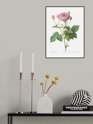 Rosa Gallica Granules, Les Roses (1817–1824)