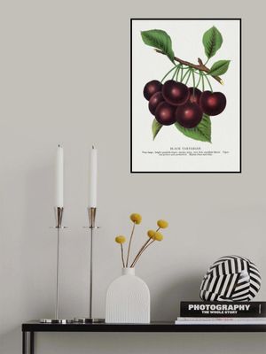 Black Tartarian Cherry Lithograph