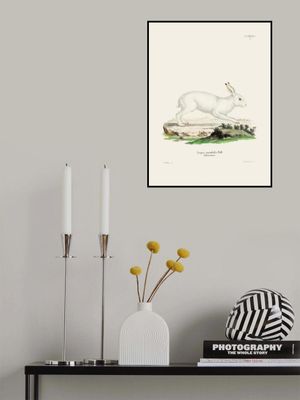 White Hare By Johann Christian Daniel Von Schreber