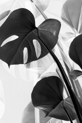 Monstera B&w