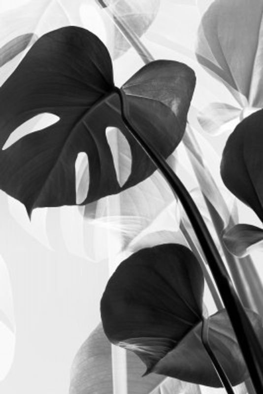 Monstera B&w