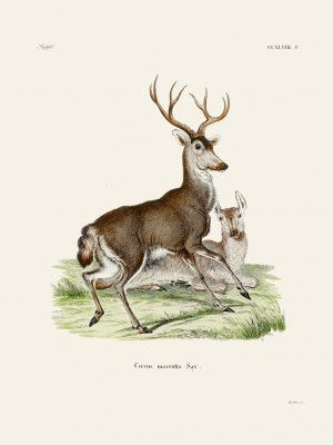 Mule Deer By Johann Christian Daniel Von Schreber.