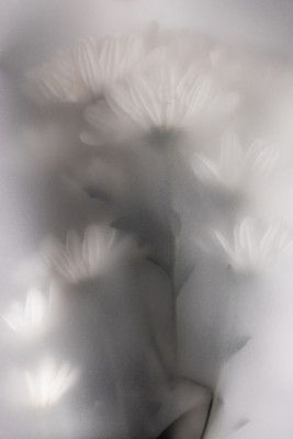 Blurred Flowers 4
