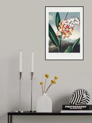 The Nodding Renealmia from The Temple of Flora (1807)