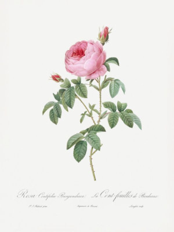 Burgundy Cabbage Rose, Les Roses (1817–1824)