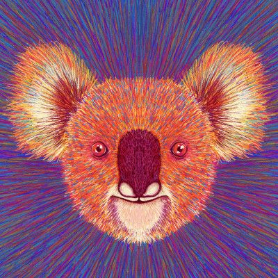 Animal Face   Koala