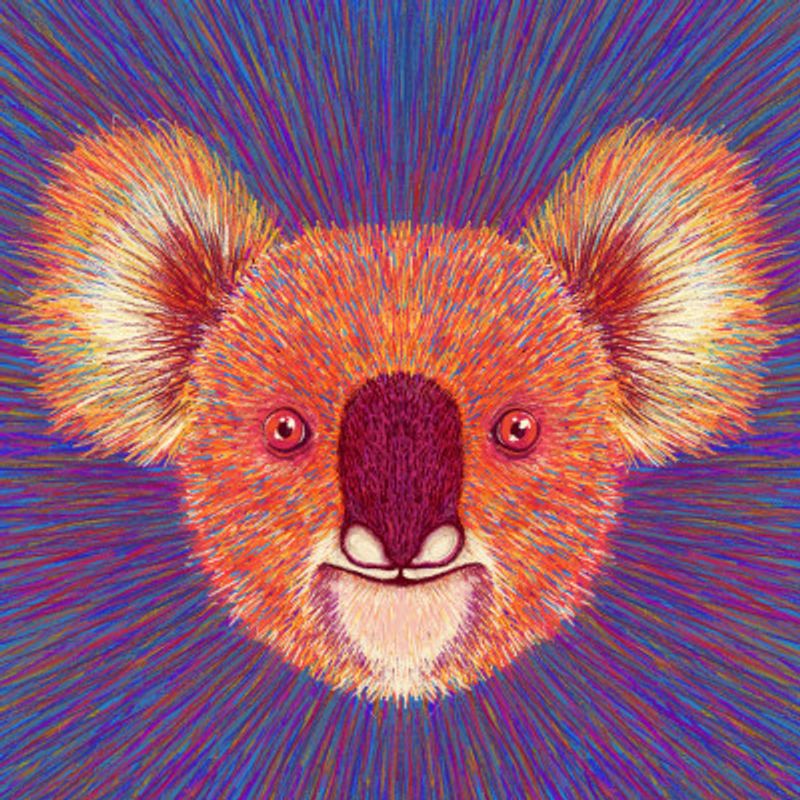 Animal Face   Koala