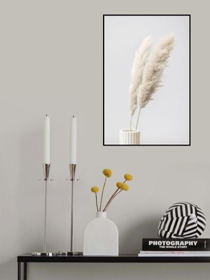 Pampas Grass Grey 11