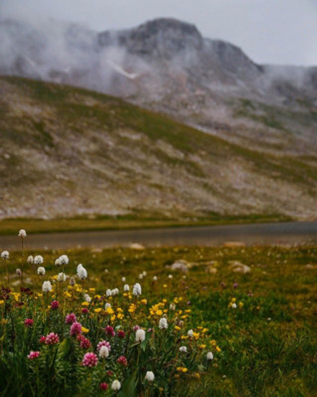 Chicago Lakes Wildflowers