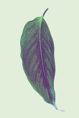 Single Green Leaf